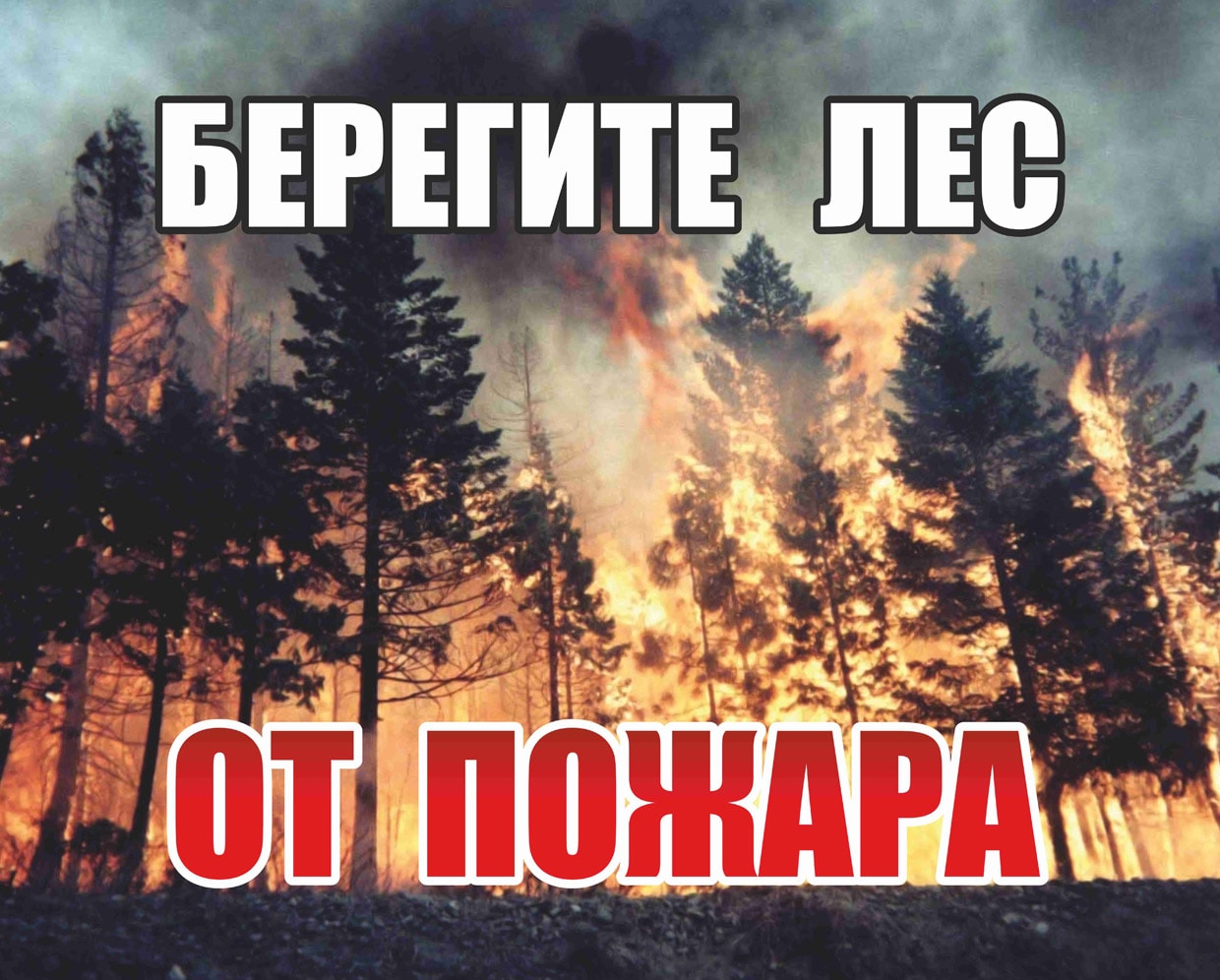 Памятка. Берегите лес от пожара!.